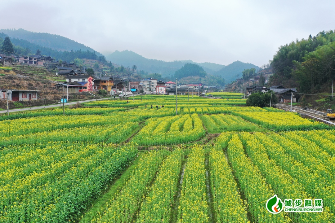 邵阳城步油菜花开田园美
