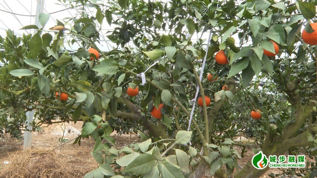柑橘树苗批发基地电话多少