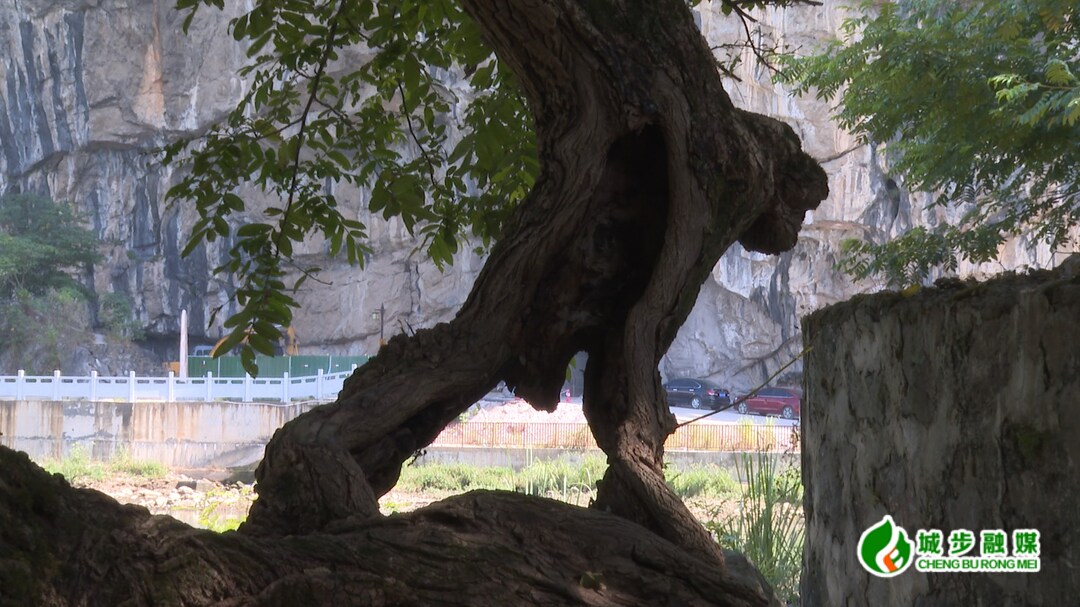 城步：榆树长“疙瘩” 酷似“奇猴子”