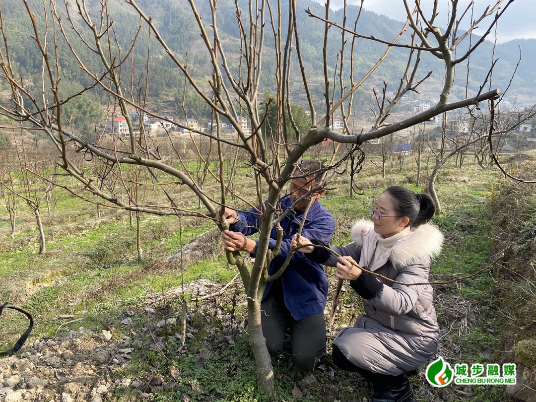 科技特派员张平：让技术在山林田园间扎根发芽，散发芳香