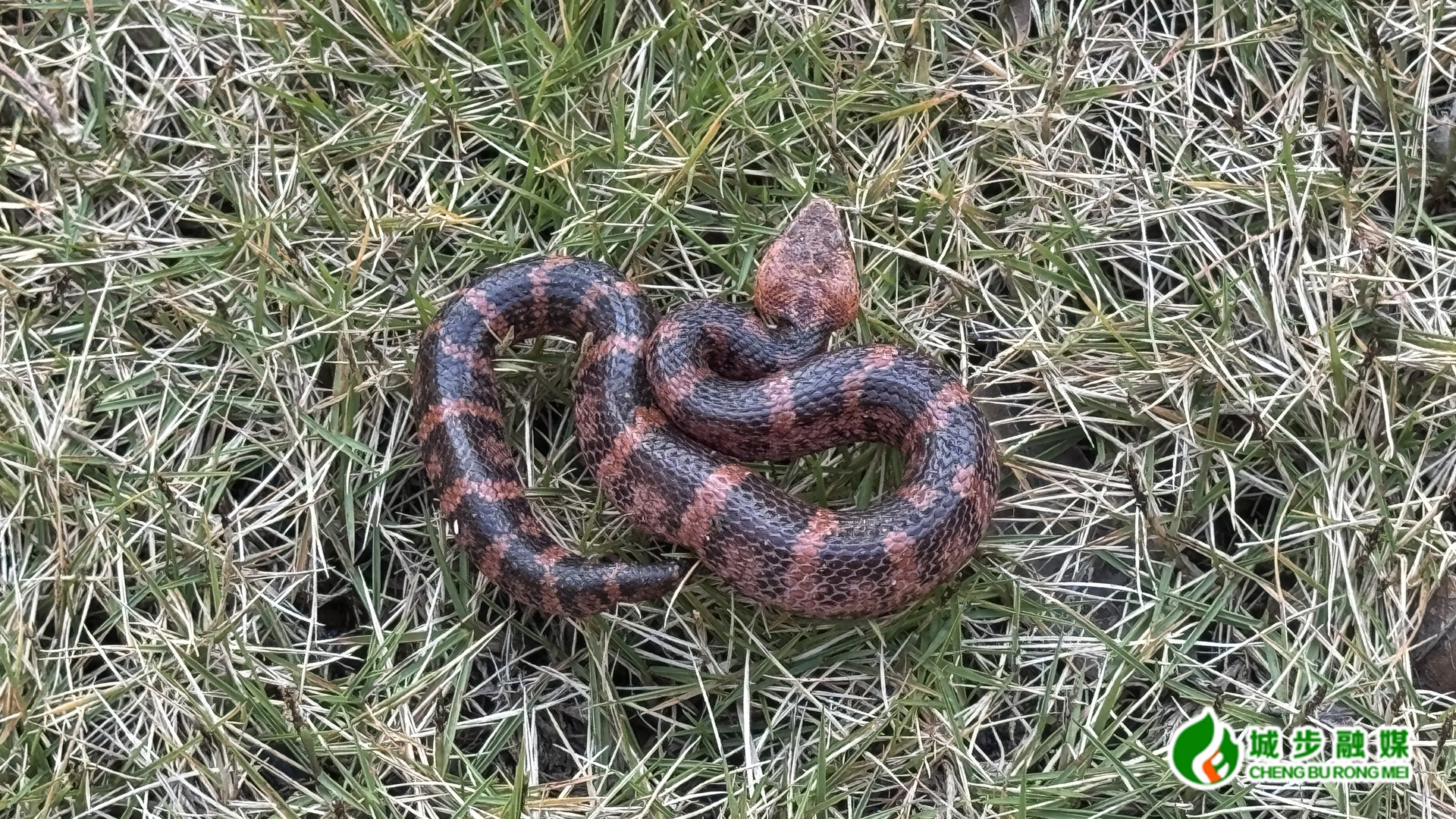 湖南南山国家公园候选区首次记录到台湾烙铁头蛇